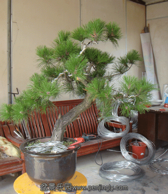 DSC07076.gif
