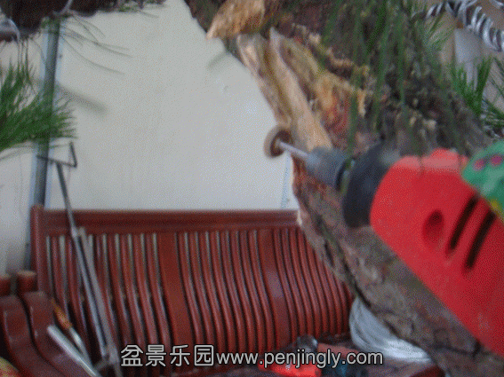 DSC07087.gif