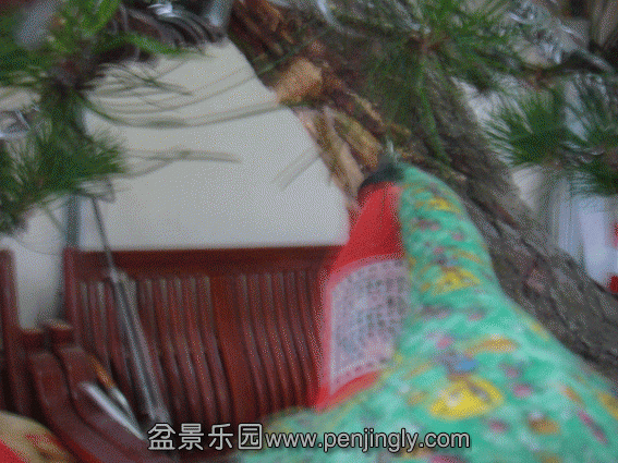 DSC07089.gif