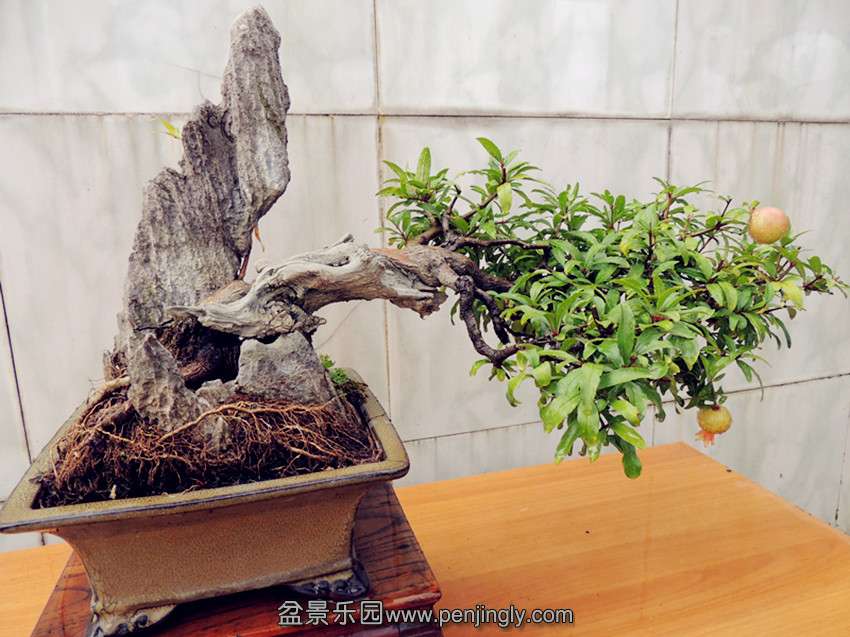 DSCN1250_.jpg