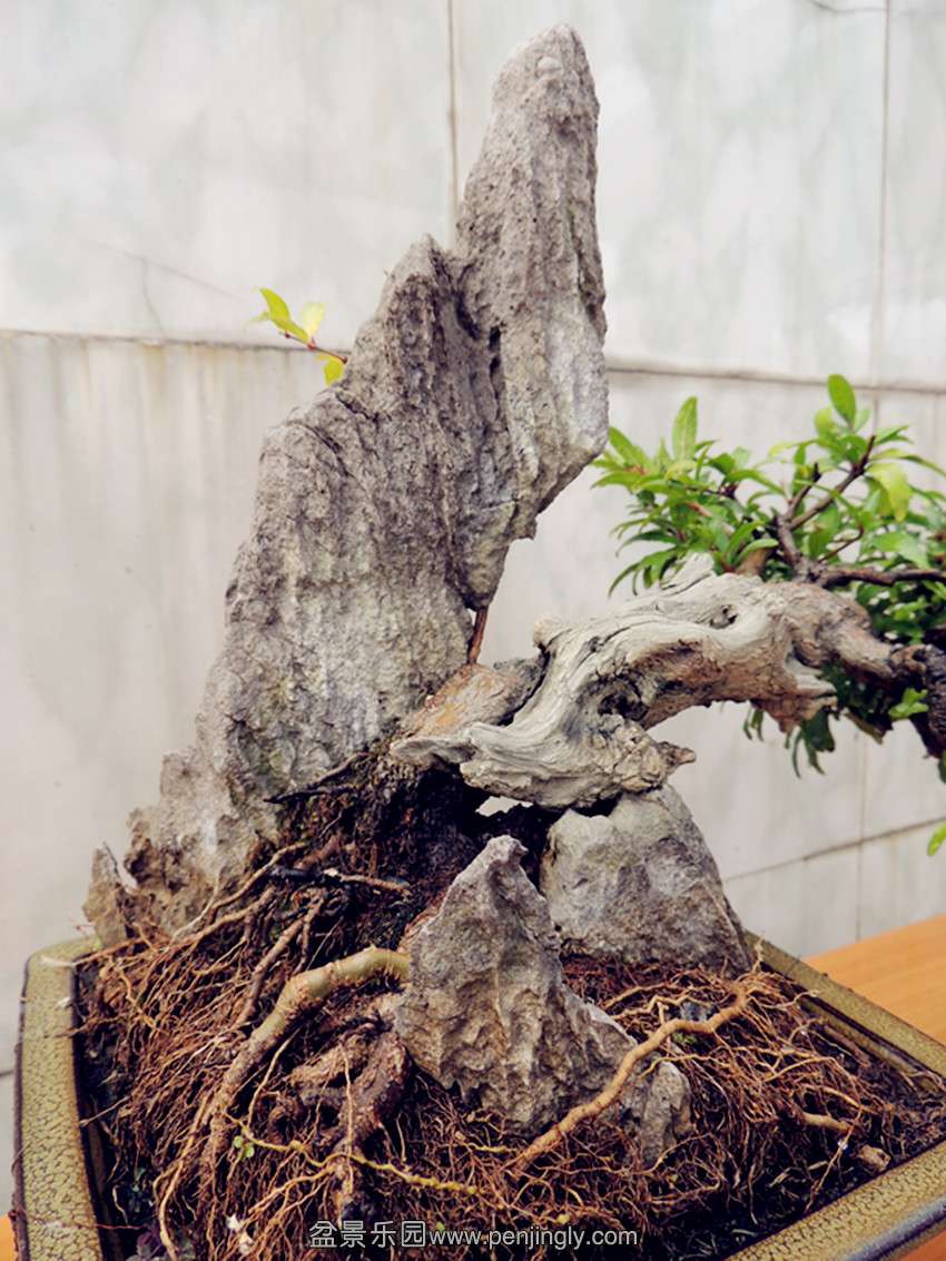 DSCN1249_ת_.jpg