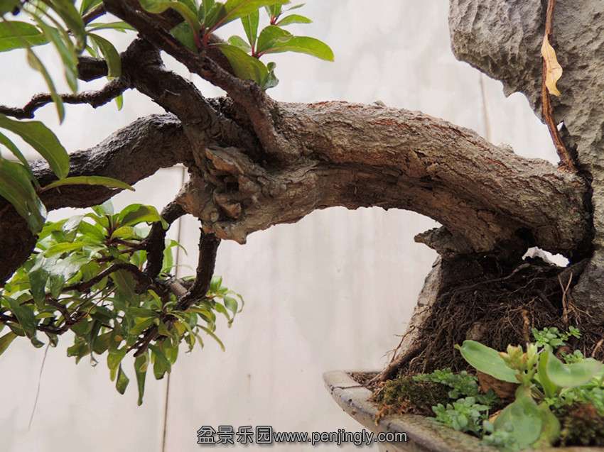 DSCN1252_.jpg