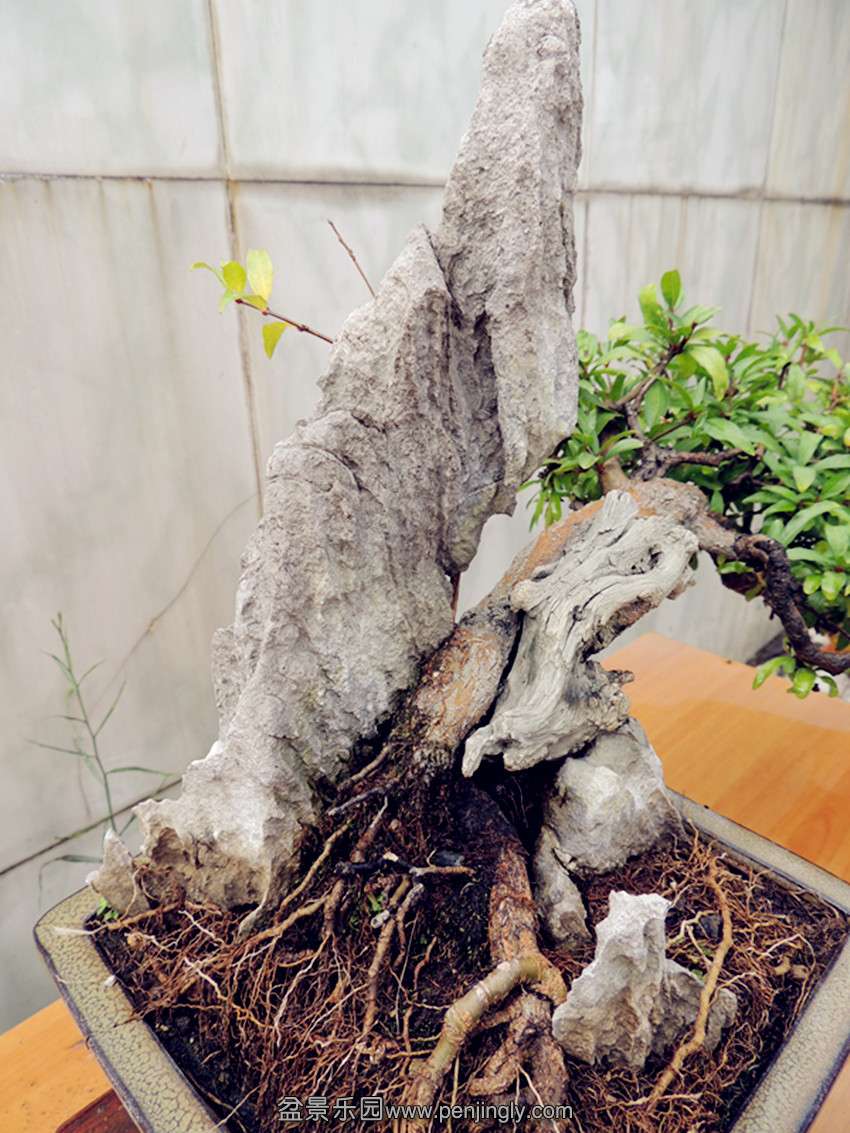 DSCN1261_ת_.jpg