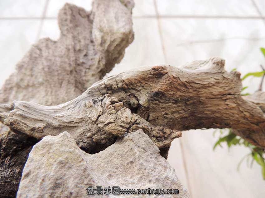 DSCN1262_ת_.jpg