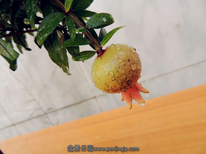 DSCN1247_.jpg