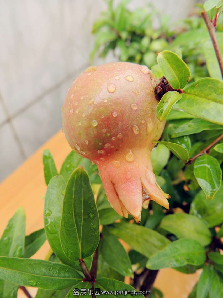 DSCN1256_ת_.jpg