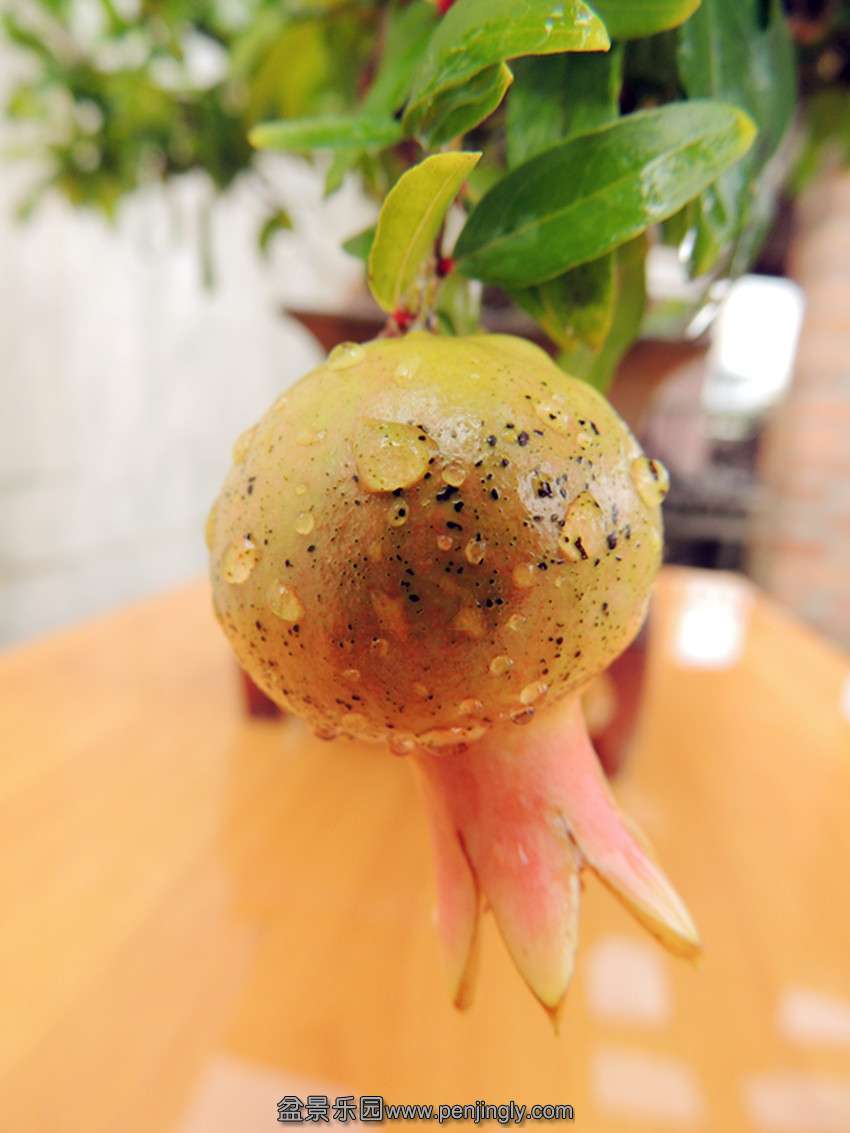 DSCN1257_ת_.jpg