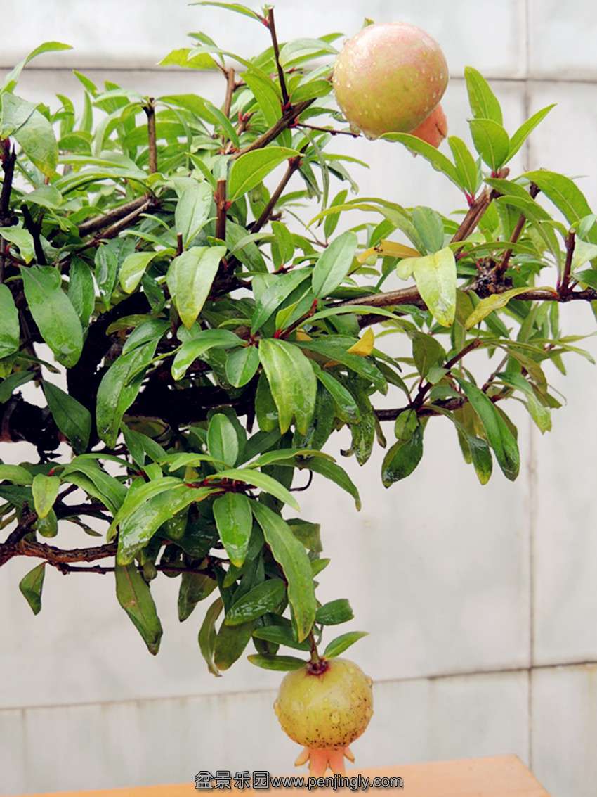 DSCN1266_ת_.jpg