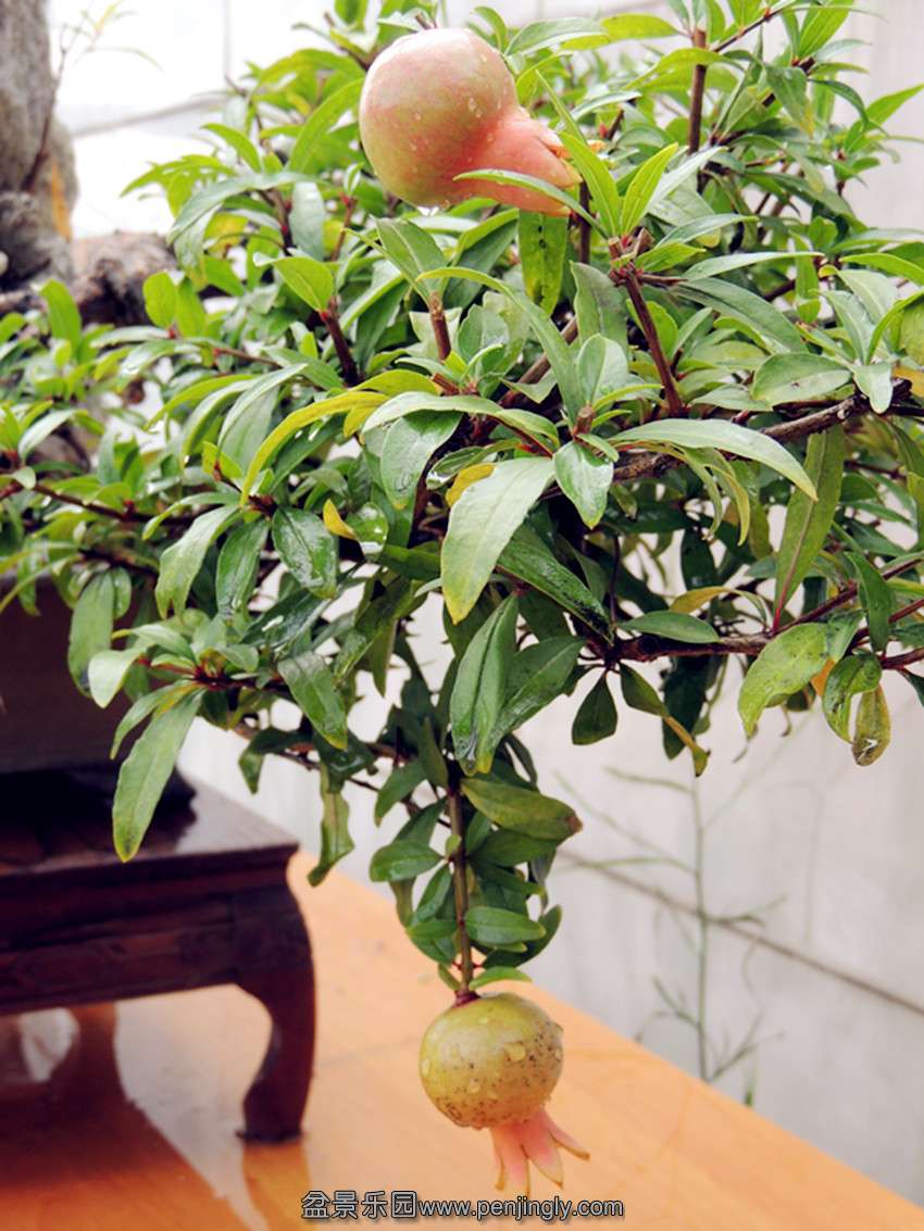 DSCN1267_ת_.jpg