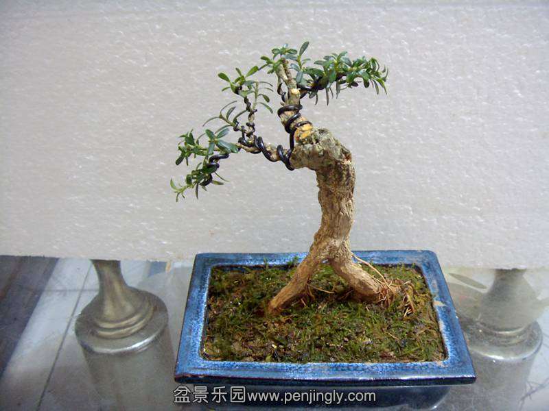 SDC12123_.jpg