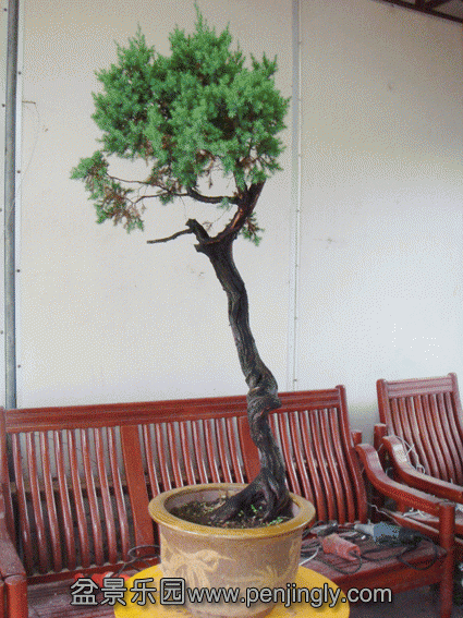 DSC07037.gif
