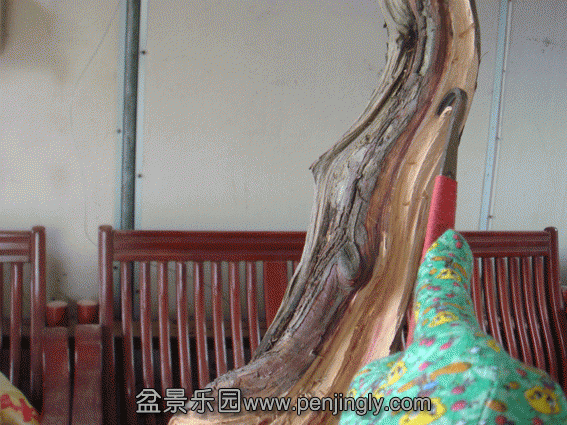 DSC07039.gif