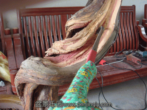 DSC07040.gif