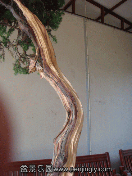 DSC07051.gif