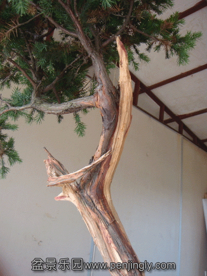 DSC07052.gif