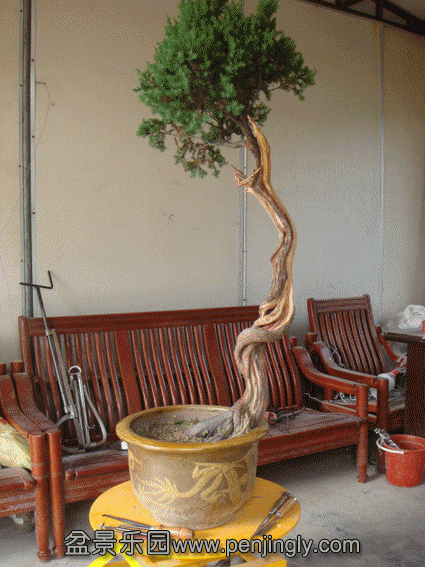 DSC07055.gif