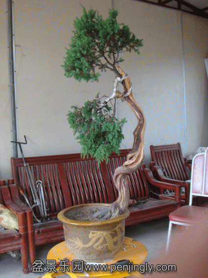 DSC07058.gif