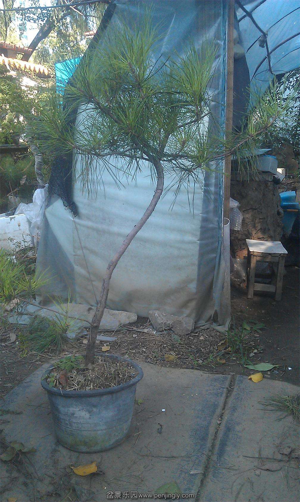 IMAG0133.jpg