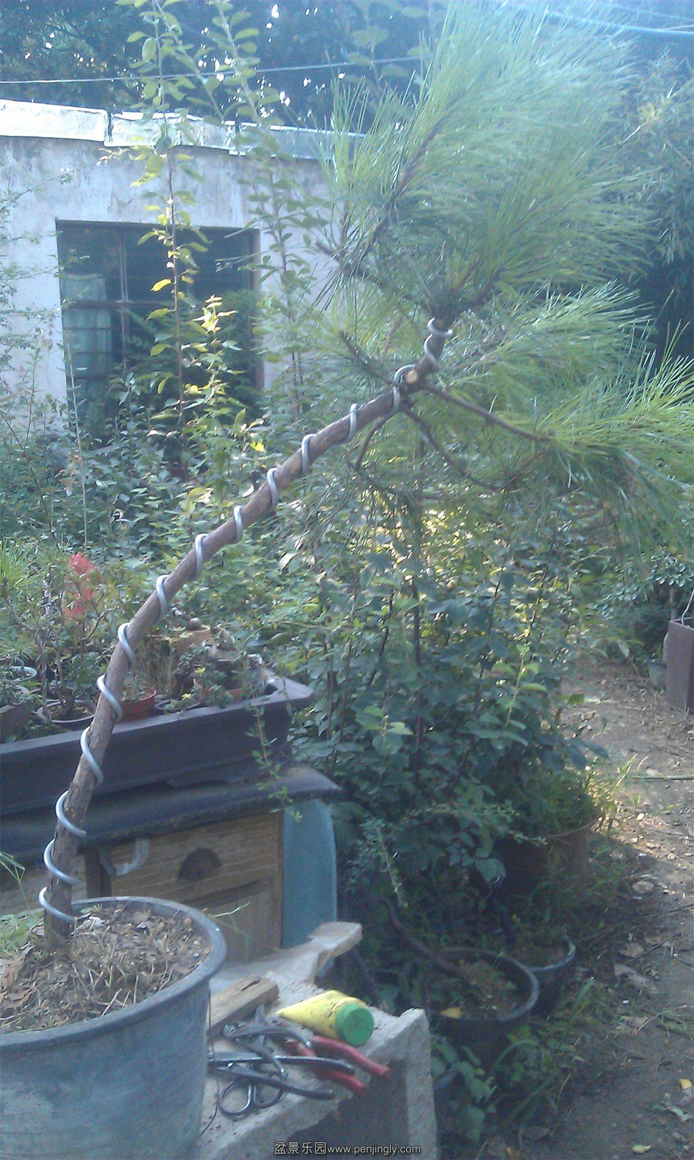 IMAG0135.jpg