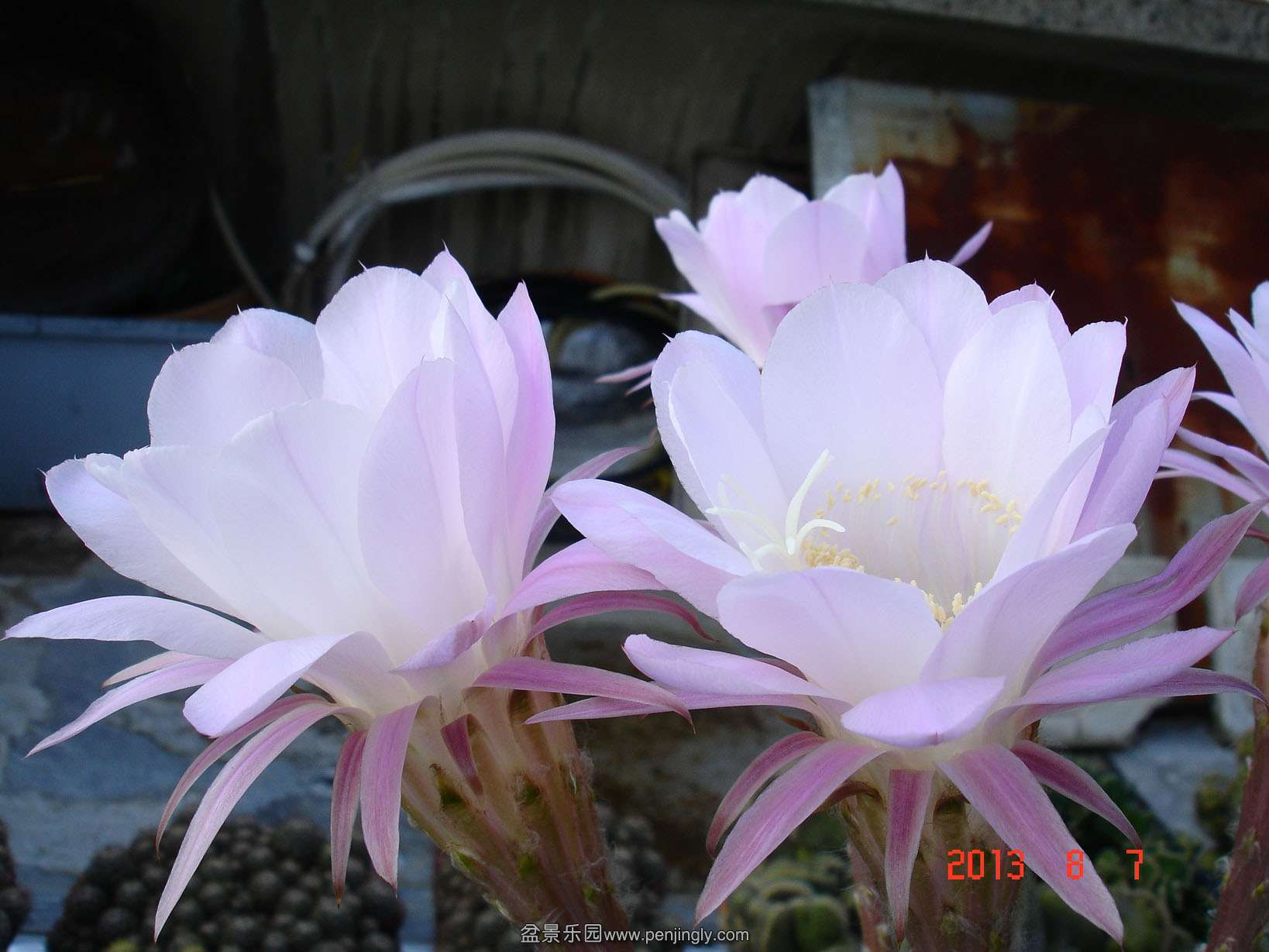 DSC02023.JPG