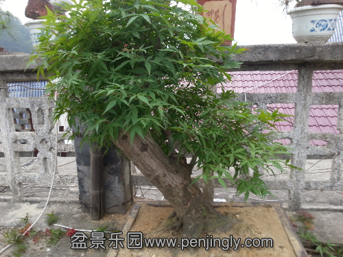 20130606_080903.jpg