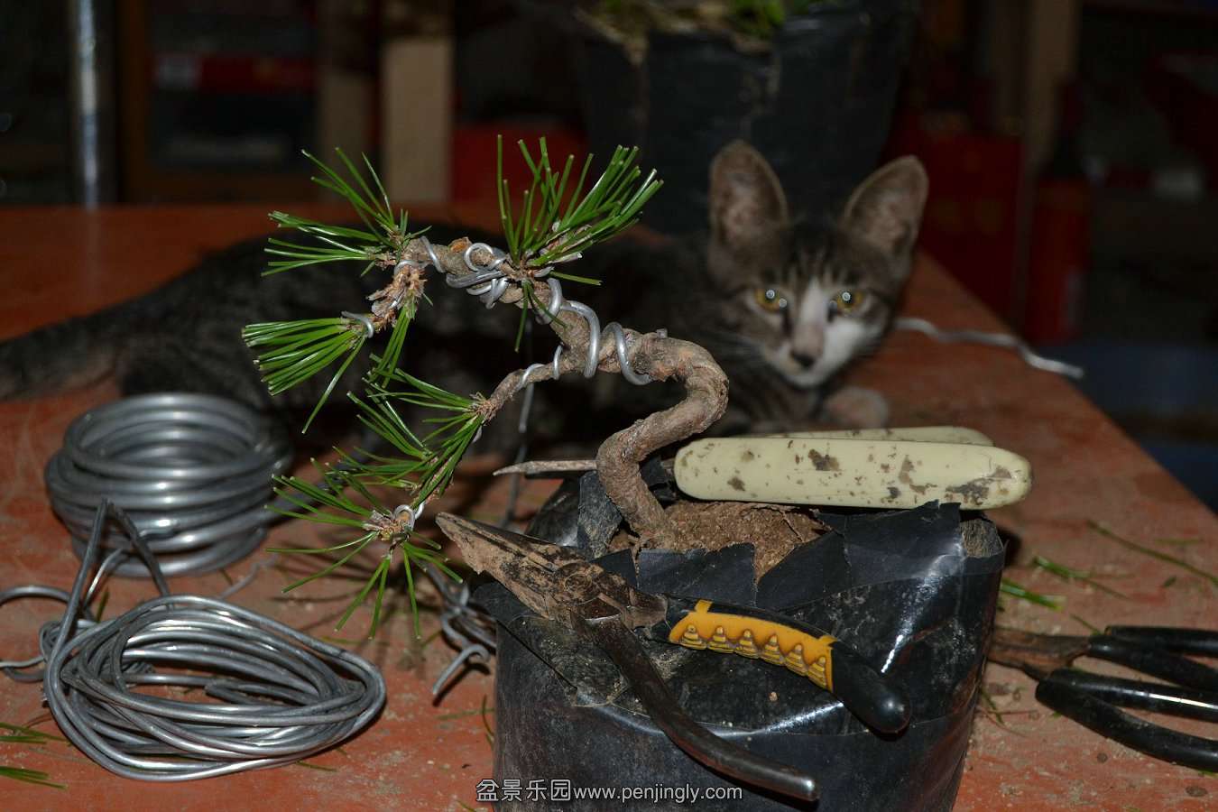 2013-08-10С 018.jpg