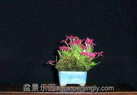 22_rhodohypoxis_en_varen.jpg