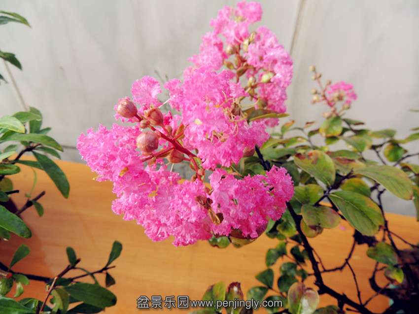 DSCN1325_.jpg