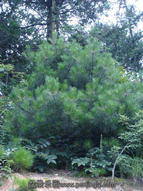 DSC05328.JPG