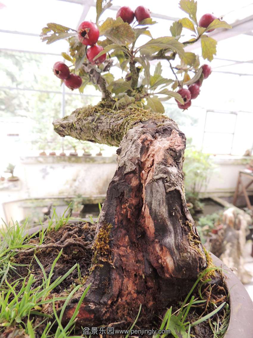 DSCN1432_.jpg