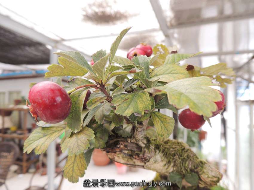 DSCN1440_.jpg