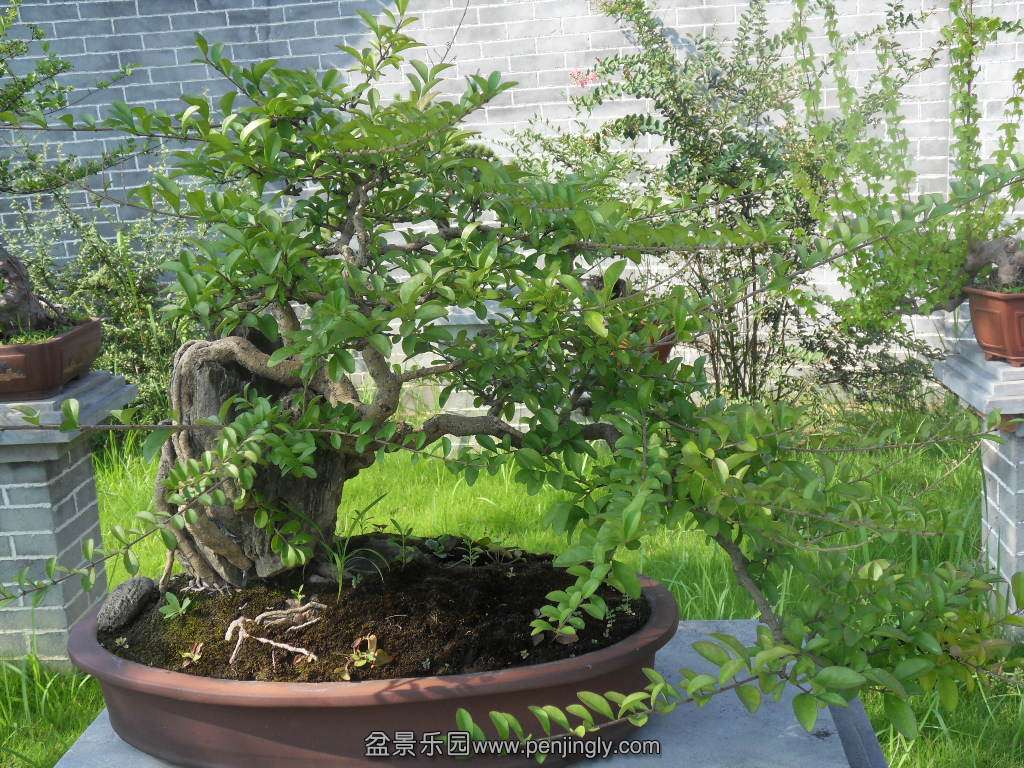 SDC16560.JPG