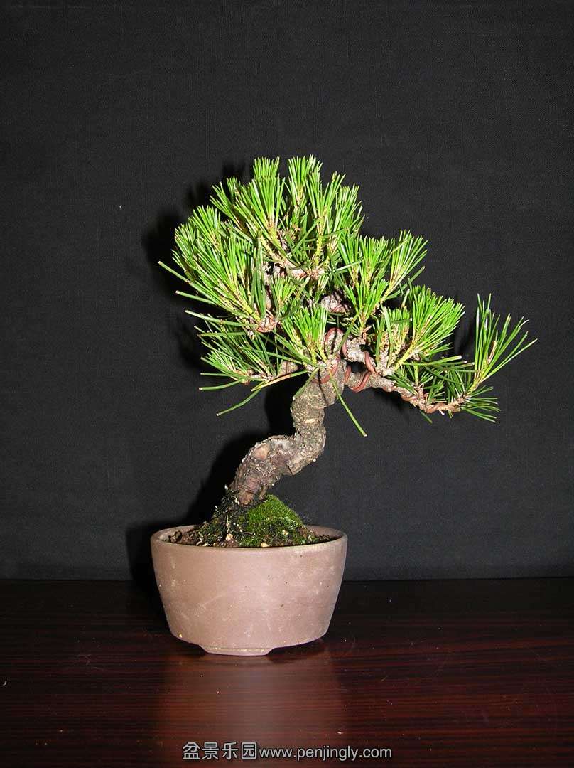 62-shohin japanese red pine.jpg
