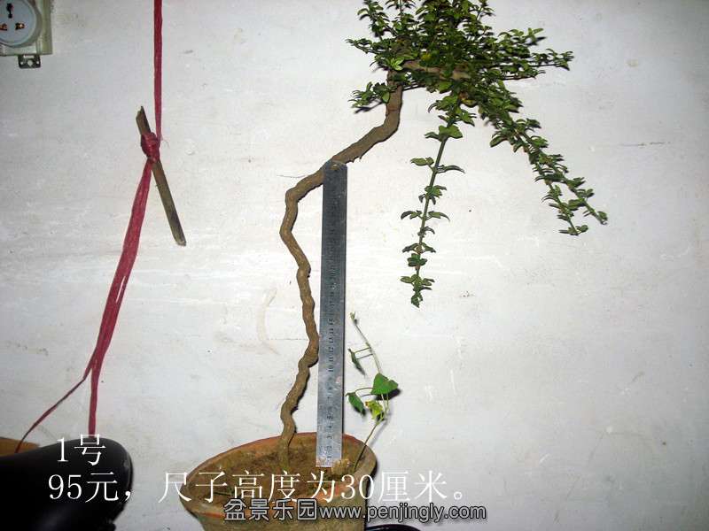 DSC05979__.jpg