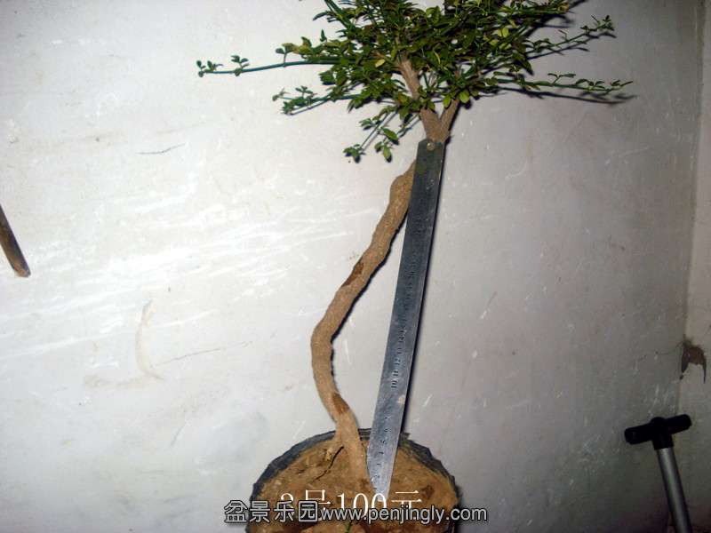 DSC05991_.jpg