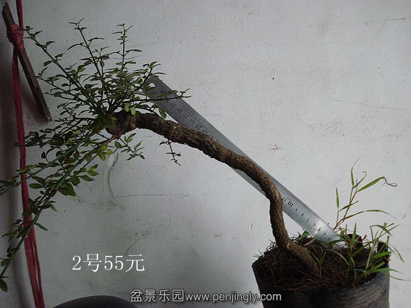 DSC06135_.jpg