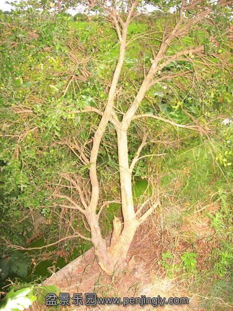 DSCN56730001_.jpg