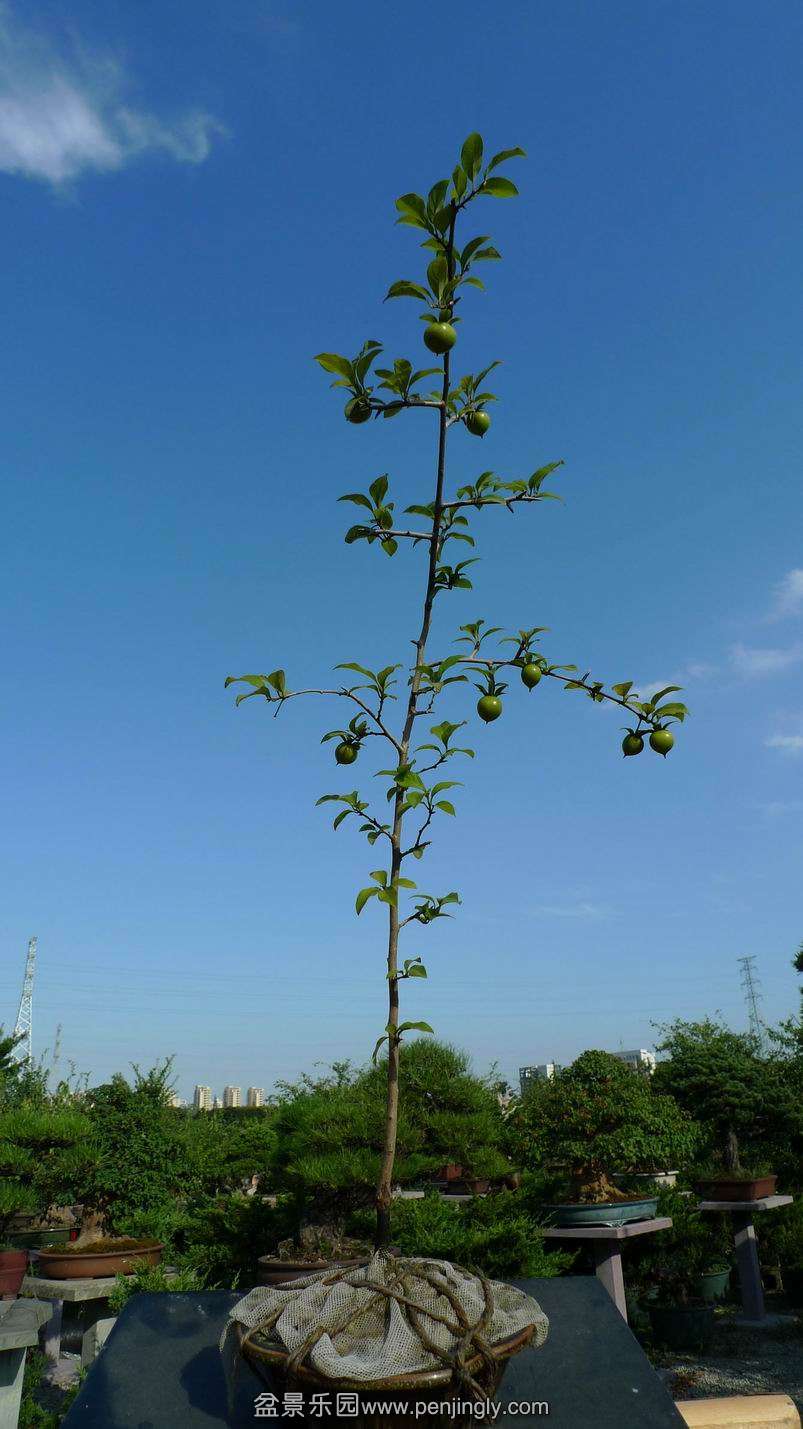 ת P1080217.JPG