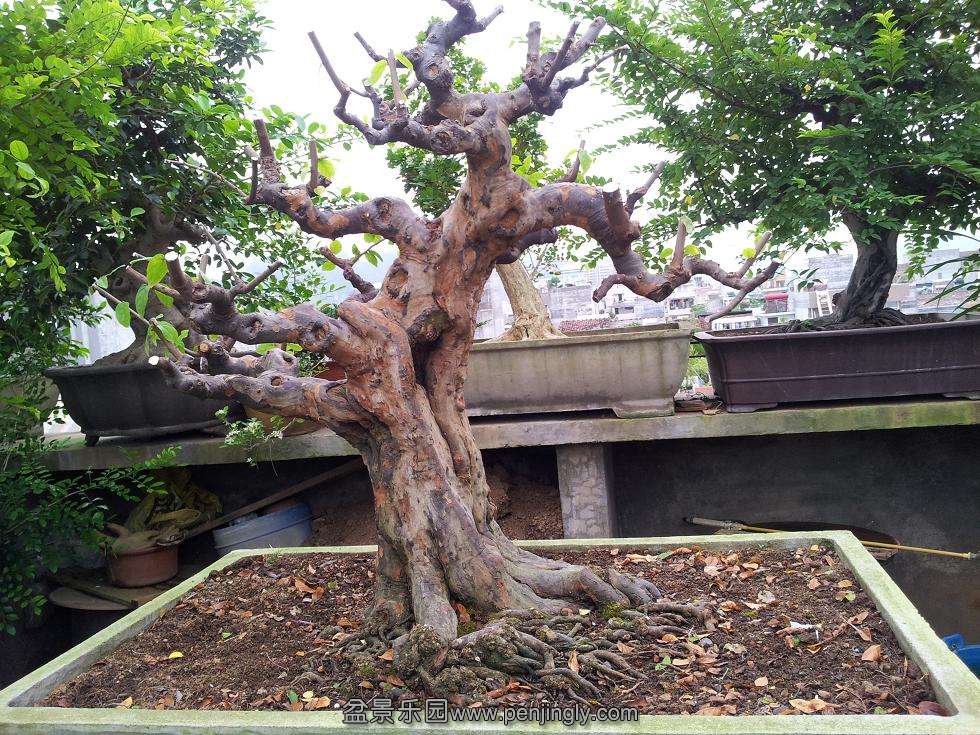 20130903_07363201.JPG