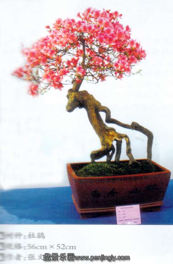 նž黨չ-ĸ-ž.jpg