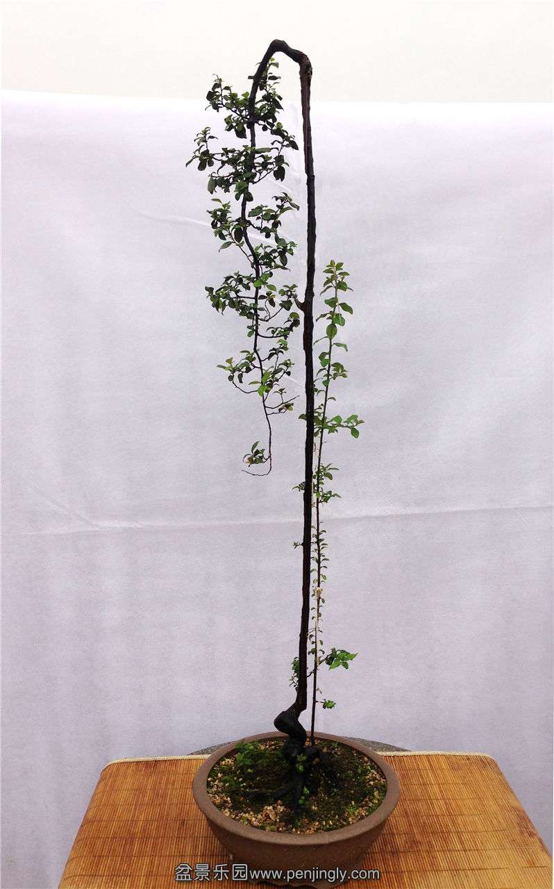 Į̡ ߣ120cm