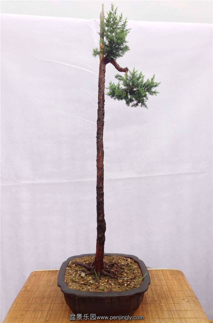 ֱˡ ߣ110cm