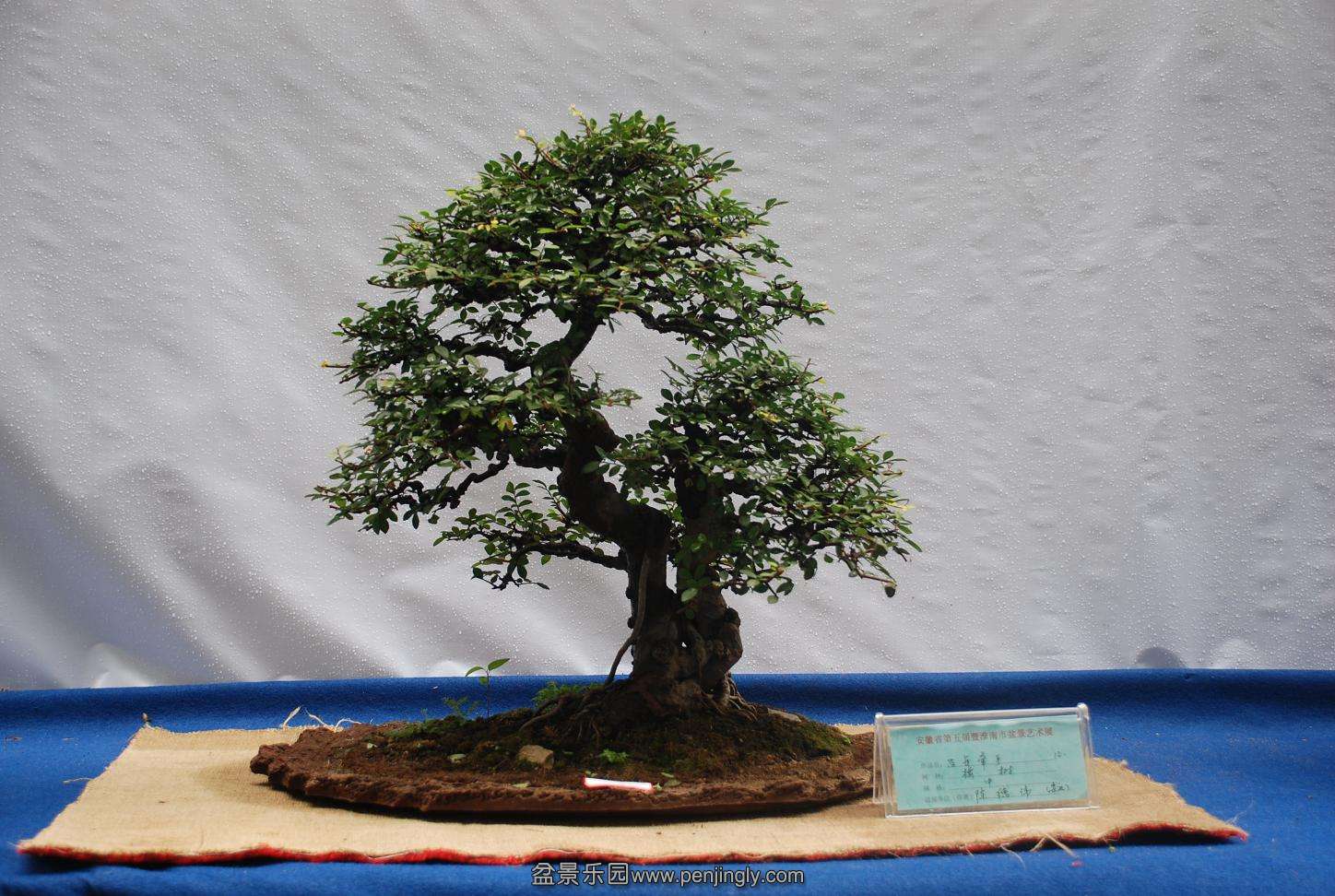 DSC_4145.JPG