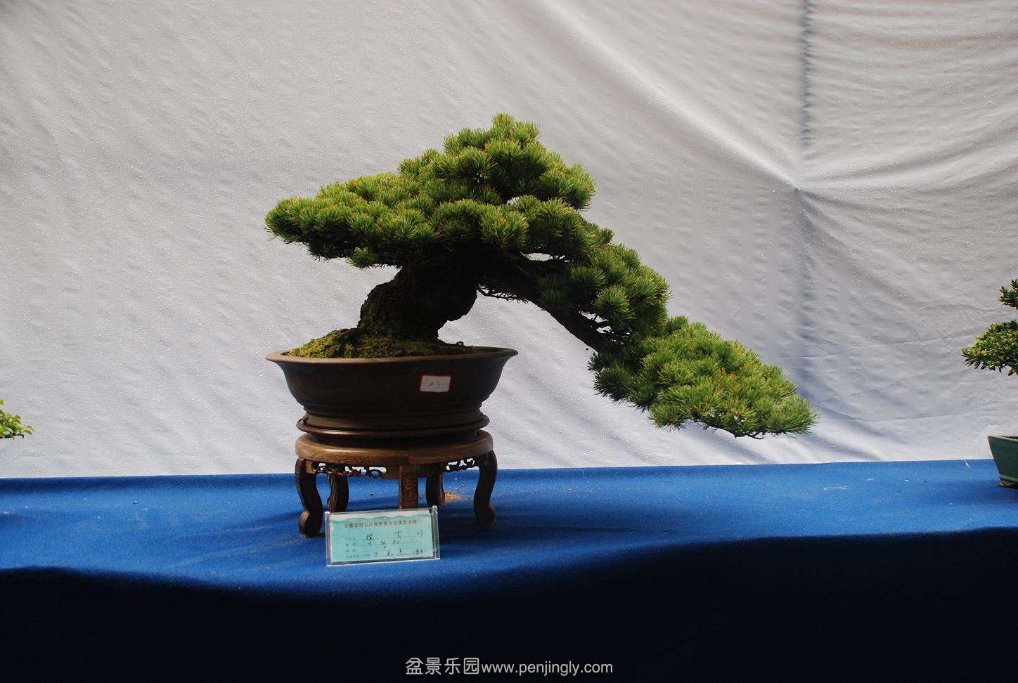 DSC_4156.JPG