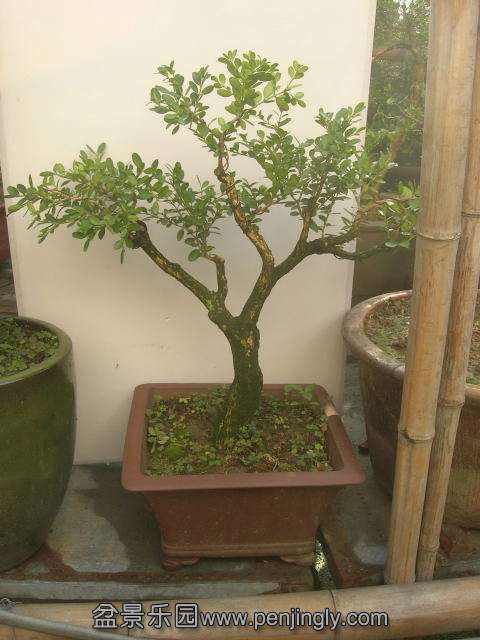 DSCN5785.JPG
