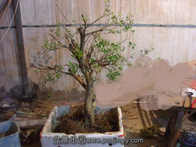 DSCN57980001_.jpg