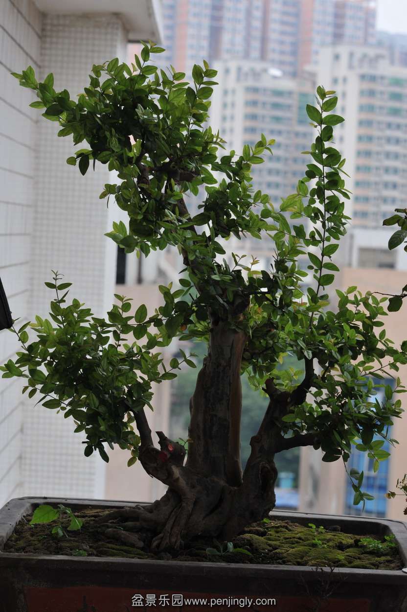 C20088³п.jpg