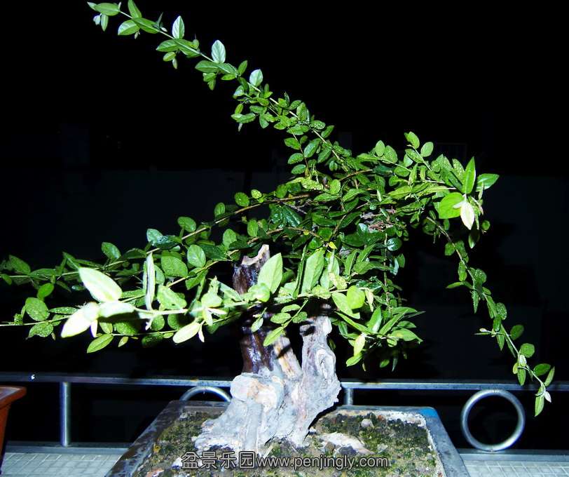 F. 20116.jpg