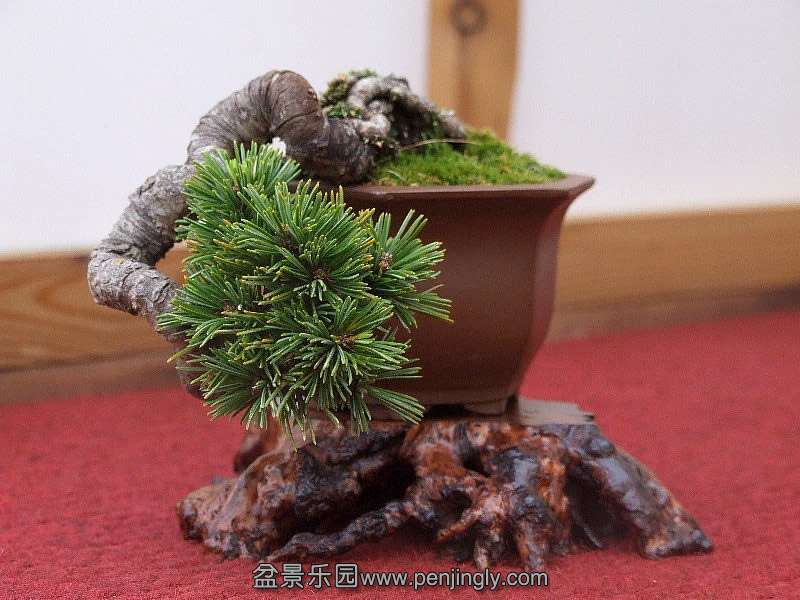 Bob-white-pine.jpg