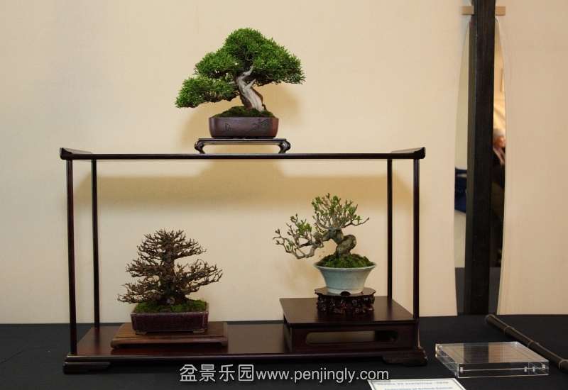 FoBBS Award - John Armitage 4 tree shohin display - detail.jpg